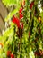 Ruj Çiçeği Aeschynanthus Sarmaşığı Ev Bitkisi Balkon Sarmaşığı Iç Mekan Bitkisi 2