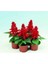 Ateş Çiçeği (Salvia Splendens) Saksılı Canlı (Tohum Değildir Saksılı) 1