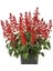 Ateş Çiçeği (Salvia Splendens) Saksılı Canlı (Tohum Değildir Saksılı) 2