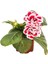 Videolu Bardak Menekşesi Pembe-Beyaz Çiçekli 1 Adet Saksılı 10-20CM Salon Teras Bitkisi ( Gloxinia) 1