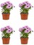 Videolu Pembe Bodrum Papatyası Çiçeği Fidanı Saksılı 4 Adet Saksılı 20-40 cm (Bodrum Daisy) 1