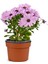 Videolu Pembe Bodrum Papatyası Çiçeği Fidanı Saksılı 4 Adet Saksılı 20-40 cm (Bodrum Daisy) 2