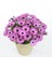 Videolu Pembe Bodrum Papatyası Çiçeği Fidanı Saksılı 4 Adet Saksılı 20-40 cm (Bodrum Daisy) 4
