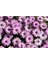 Videolu Pembe Bodrum Papatyası Çiçeği Fidanı Saksılı 4 Adet Saksılı 20-40 cm (Bodrum Daisy) 5