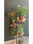 Videolu Bodrum Papatyası Beyaz Mor Pembe Kırmızı Turuncu 5 Adet 15-40 cm Tüplü Dış Mekan (Colorful) 1