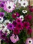 Videolu Bodrum Papatyası Beyaz Mor Pembe Kırmızı Turuncu 5 Adet 15-40 cm Tüplü Dış Mekan (Colorful) 4