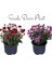 Kasımpatı Kırmızı-Pembe 2 Adet Set6 Saksıda Krizantem(Chrysanthemum)Iç Mekan 1