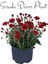 Kasımpatı Kırmızı-Pembe 2 Adet Set6 Saksıda Krizantem(Chrysanthemum)Iç Mekan 2