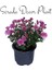 Kasımpatı Kırmızı-Pembe 2 Adet Set6 Saksıda Krizantem(Chrysanthemum)Iç Mekan 3