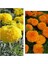 Videolu 30'lu Karışık Renk Kadife Çiçeği Fidesi 5-15 cm Tüplü Çiçekli Bodur Bitkiler Marigold 1
