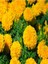 Videolu 30'lu Karışık Renk Kadife Çiçeği Fidesi 5-15 cm Tüplü Çiçekli Bodur Bitkiler Marigold 3