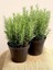 Serada Decor Plant 1 Adet Biberiye Fidanı Rosmarinus Officinalis 1