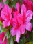 Videolu 1 Adet Koyu Pembe Açelya Çiçeği 20-40 cm Saksılı Çiçekli Bodur Bitkiler (Azalea) 1