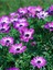 Videolu Mor 1 Adet Bodrum Papatyası Çiçeği Fidanı 30-60 cm Saksılı (Bodrum Daisy) 2