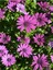 Videolu Mor 1 Adet Bodrum Papatyası Çiçeği Fidanı 30-60 cm Saksılı (Bodrum Daisy) 4