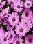 Videolu Lila Bodrum Papatyası 20-30CM Saksılı\tüplü (Bodrum Daisy) 3