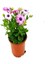 Videolu Lila Bodrum Papatyası 20-30CM Saksılı\tüplü (Bodrum Daisy) 4