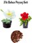 Beyaz+ Kırmızı 2 Adet Petunya Çiçeği (5-15 Cm)+ Dekoratif Pomza Taşı (2 Lt) 1