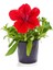 Beyaz+ Kırmızı 2 Adet Petunya Çiçeği (5-15 Cm)+ Dekoratif Pomza Taşı (2 Lt) 3
