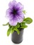 Mor Bodrum PAPATYASI(20-30CM)+ Açık Mor Petunya(5-15 Cm) 3
