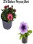 Kırmızı Bodrum PAPATYASI(20-40CM)+ Açık Renk Petunya (5-15 Cm) 1