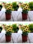 Videolu Sarı Bodrum Papatyası Çiçeği Fidanı 4 Adet Saksılı 20-40 cm (Yellow Bodrum Daisy) 1