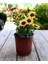 Videolu Sarı Bodrum Papatyası Çiçeği Fidanı 4 Adet Saksılı 20-40 cm (Yellow Bodrum Daisy) 2