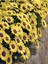 Videolu Sarı Bodrum Papatyası Çiçeği Fidanı 4 Adet Saksılı 20-40 cm (Yellow Bodrum Daisy) 3