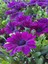 Videolu Mor Bodrum Papatyası Çiçeği 1 Adet Saksılı 20-40 cm Teras Bitkisi ( Dimorphotheca Ecklonis) 3
