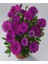 Videolu Mor Bodrum Papatyası Çiçeği 1 Adet Saksılı 20-40 cm Teras Bitkisi ( Dimorphotheca Ecklonis) 4