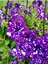 Videolu Mavi Renkli 1 Adet Çilli Petunya Fidanı 30-60CM Askılı Saksılı (Speckled Petunia) 2