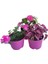3'lü Mini Set 1 Adet Pembe Hostes+1 Adet Pembe Cam Güzeli+1 Adet Mine Çiçeği 1
