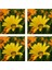 Videolu Sarı 4 Adet Bodrum Papatyası Çiçeği Fidanı Saksılı Çiçekli Bodur Bitkiler Yellow Daisy 1