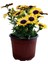 Kırmızı Petunya(5-15 Cm)+ Sarı Bodrum Papatyası (20-30 Cm) 3