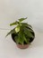 Beyaz Renk Gelin Damat Çiçeği (Katlı Çınar Begonya)1 Adet Saksılı 10-20CM (Begonia Boliviensis) 1