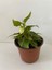 Beyaz Renk Gelin Damat Çiçeği (Katlı Çınar Begonya)1 Adet Saksılı 10-20CM (Begonia Boliviensis) 2