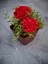 Videolu Kırmızı Turuncu ve Lila 3 Adet Kasımpatı Çiçeği Saksılı 15-30CM (Chrysanthemum) 4