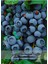 Blueberry Mavi Yemiş Yaban Mersini Meyve Fidanı 40-60CM 1 Adet (Legacy Cinsi) 1