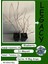 Blueberry Mavi Yemiş Yaban Mersini Meyve Fidanı 40-60CM 1 Adet (Legacy Cinsi) 2