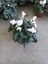 Beyaz Sıklamen Çiçeği Saksıda Canlı Cyclamen 2