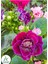 Açık Mor Gloxinia Bardak Menekşesi 1 Adet Saksılı 10-15CM 1