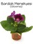 Açık Mor Gloxinia Bardak Menekşesi 1 Adet Saksılı 10-15CM 2