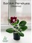 Gloxinia Kırmızı-Beyaz Bardak Menekşesi 1 Adet Saksılı 10-15CM 1