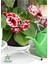 Gloxinia Kırmızı-Beyaz Bardak Menekşesi 1 Adet Saksılı 10-15CM 2