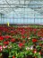 Gloxinia Kırmızı-Beyaz Bardak Menekşesi 1 Adet Saksılı 10-15CM 3