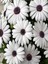 Videolu Beyaz Renkli 1 Adet Bodrum Papatyası Fidesi 20-60 cm Saksılı (Bodrum Daisy) 1
