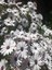 Videolu Beyaz Renkli 1 Adet Bodrum Papatyası Fidesi 20-60 cm Saksılı (Bodrum Daisy) 2