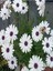Videolu Beyaz Renkli 1 Adet Bodrum Papatyası Fidesi 20-60 cm Saksılı (Bodrum Daisy) 4