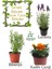 Sinek Böcek Kovucu Bitki Seti Lavanta+Biberiye+Çıtır Kadife Çiçeği 10-20 cm Boylarında 1