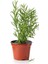 Sinek Böcek Kovucu Bitki Seti Lavanta+Biberiye+Çıtır Kadife Çiçeği 10-20 cm Boylarında 3